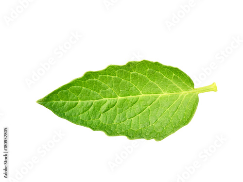 Fresh  green leaf cucumber  horizontal position. Cut out  isolated on white background. Ready for use in your collages and design. Macro  close up view.