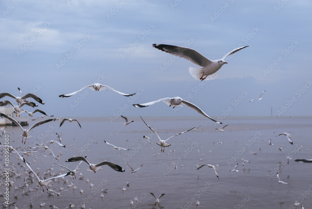 Fototapeta premium Seagulls flying over the sea and are swimming in the water