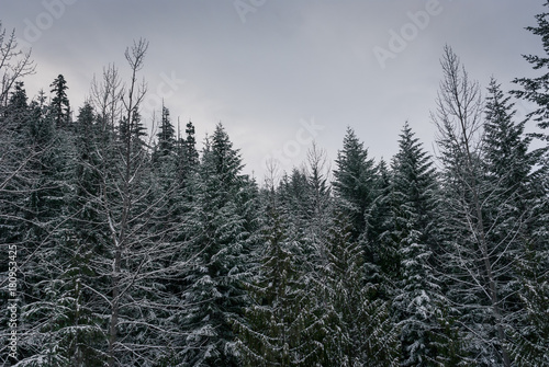 Snow covered trees on mountain slope