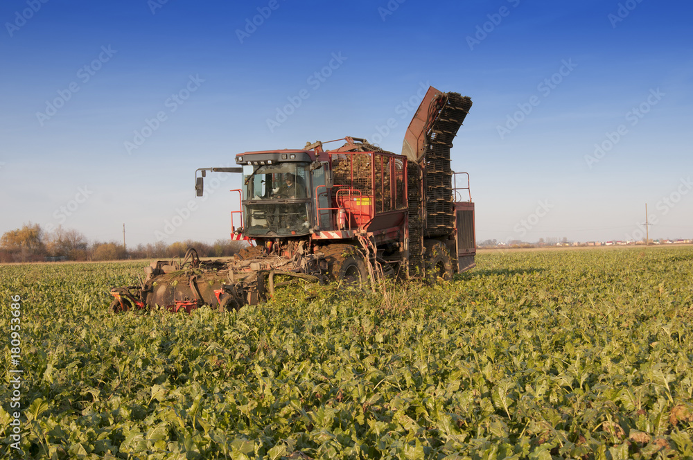 harvesting of sugar beets