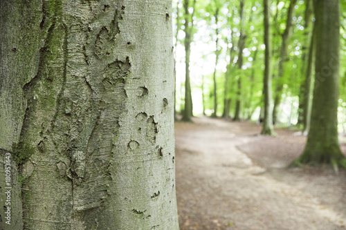 Macro von Baumrinde eines Baumes im Wald