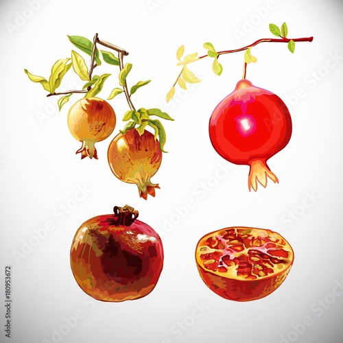  Fruit, pomegranate