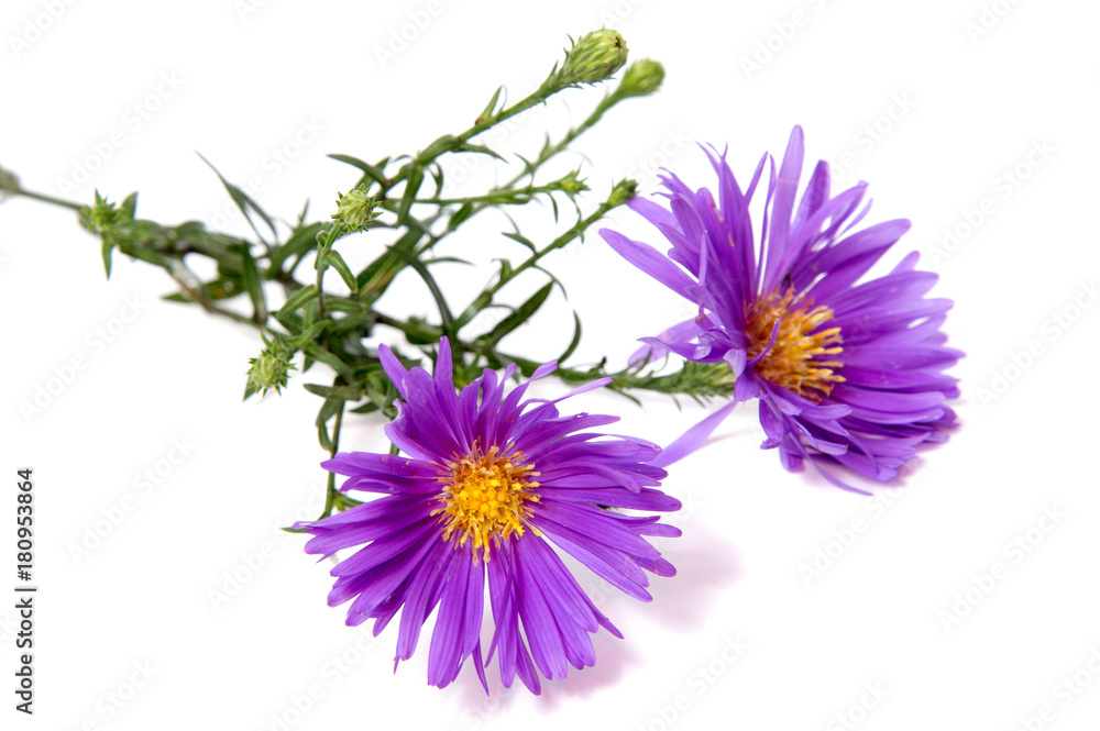 Colorful aster flowers isolated on white background. Colorful aster flowers isolated on white background.