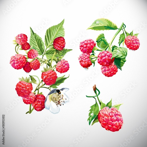 Berry, raspberry