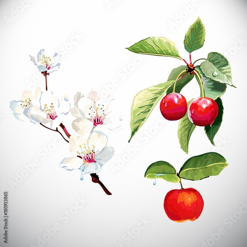 Berry, cherry