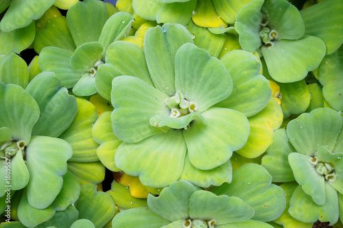 Close up fresh Water lettuce plant © Piman Khrutmuang