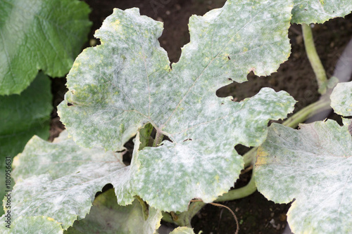Foto Fatal fungus on plants called powdery mildew