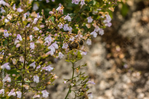 Biene auf den Blüten © Hacki Hackisan