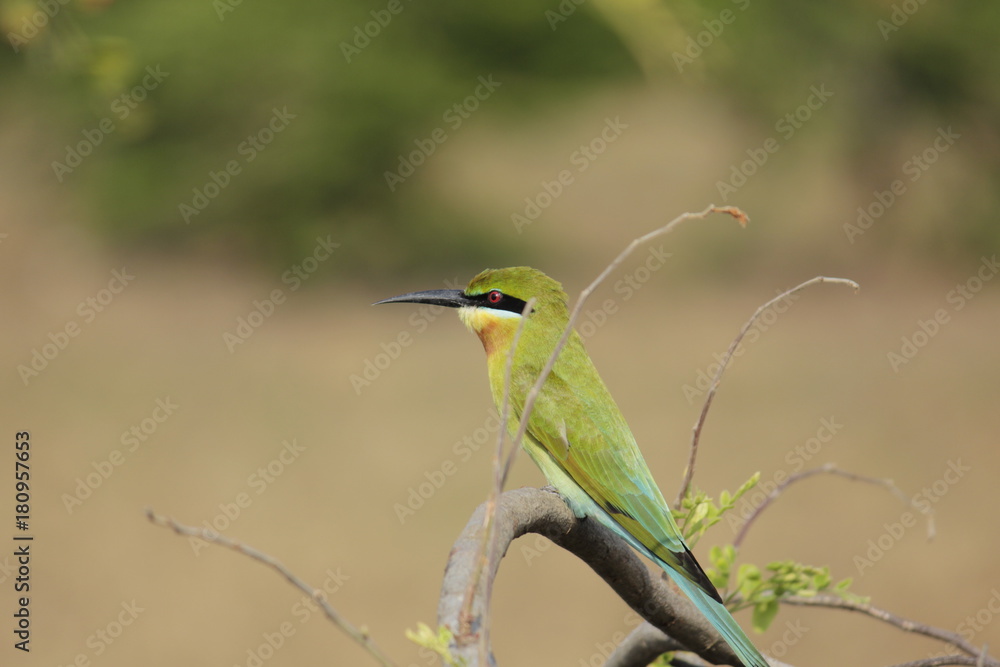 Bee Eater Bee Eater
