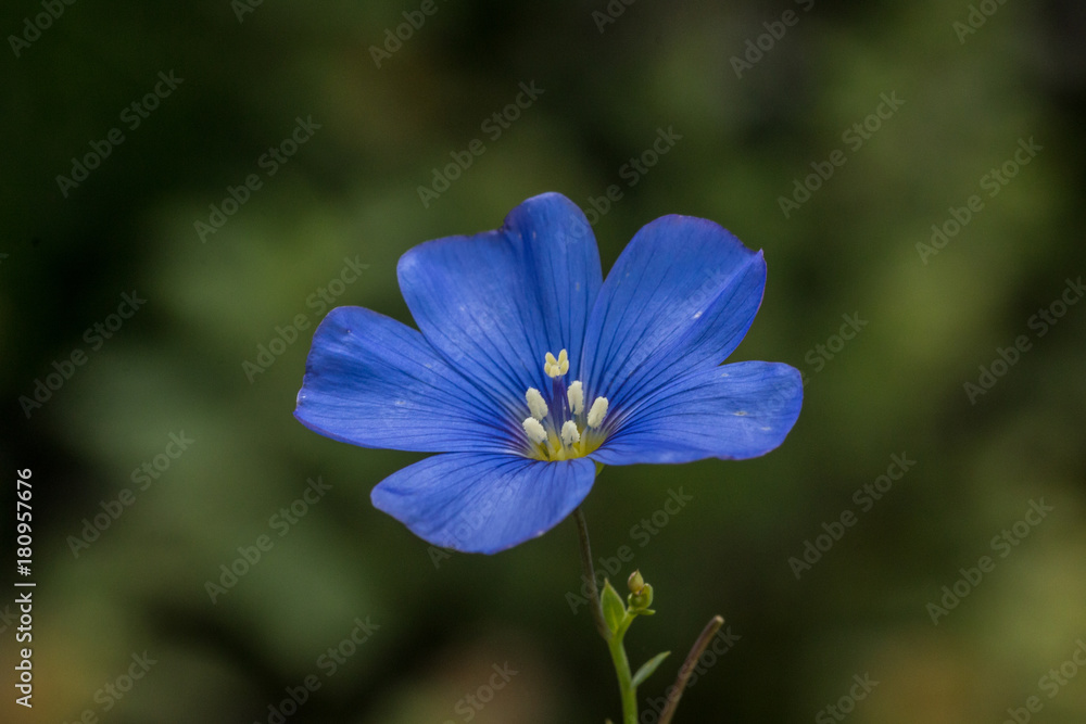 Blaue Blume Blaue Blume