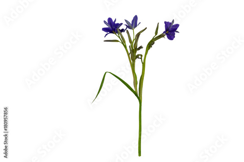 Close up violet flower Monochoria vaginalis  Burm.f.  isolated on white background.Saved with clipping path.