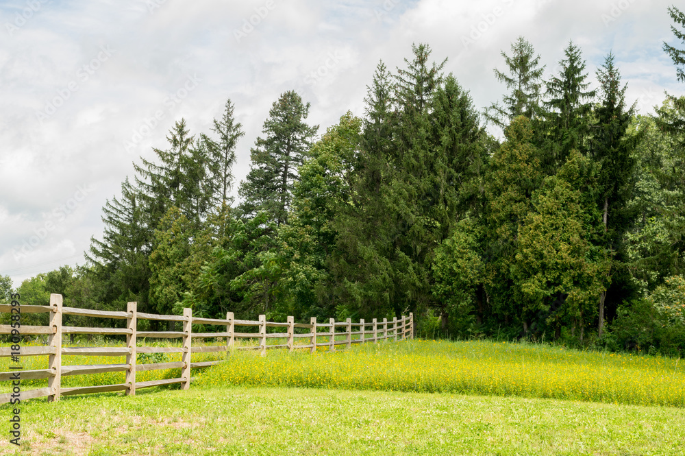 Rail Fence in Field of Flowers