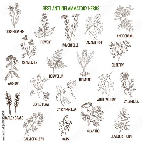 Best anti-inflammatory herbs photo