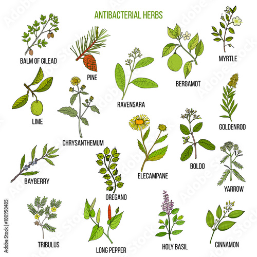 Best antibacterial herbs
