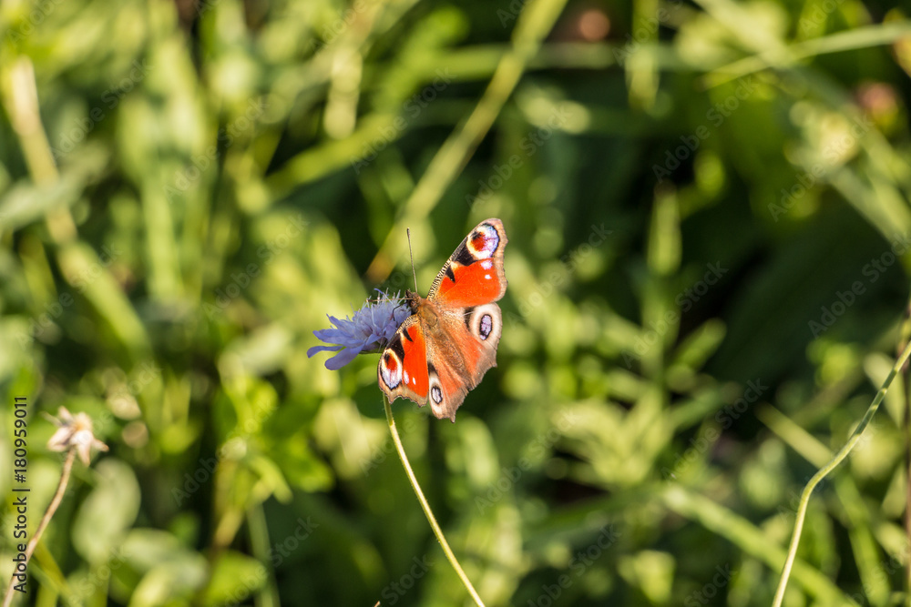 Schmetterling auf blauer Blume Schmetterling auf blauer Blume