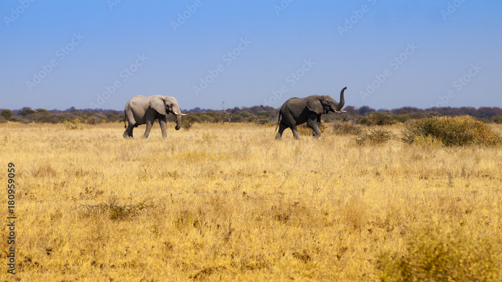 Elephants in Nxai Pan National Park, Botswana Elephants in Nxai Pan National Park, Botswana