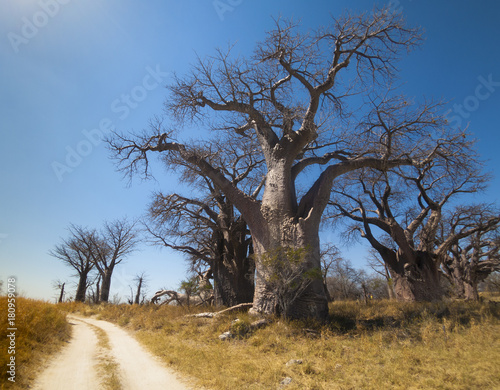 Baines Baobab in Nxai Pan National Park, Botswana photo