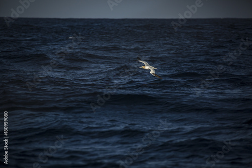 Gannet © James