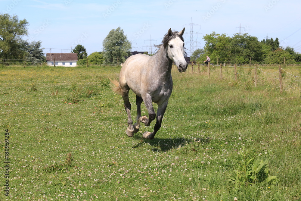 Pferd auf Pferdekoppel