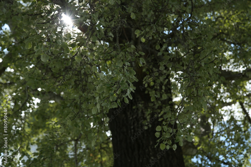 Fototapeta premium A ray of sun in the poplar's crown.