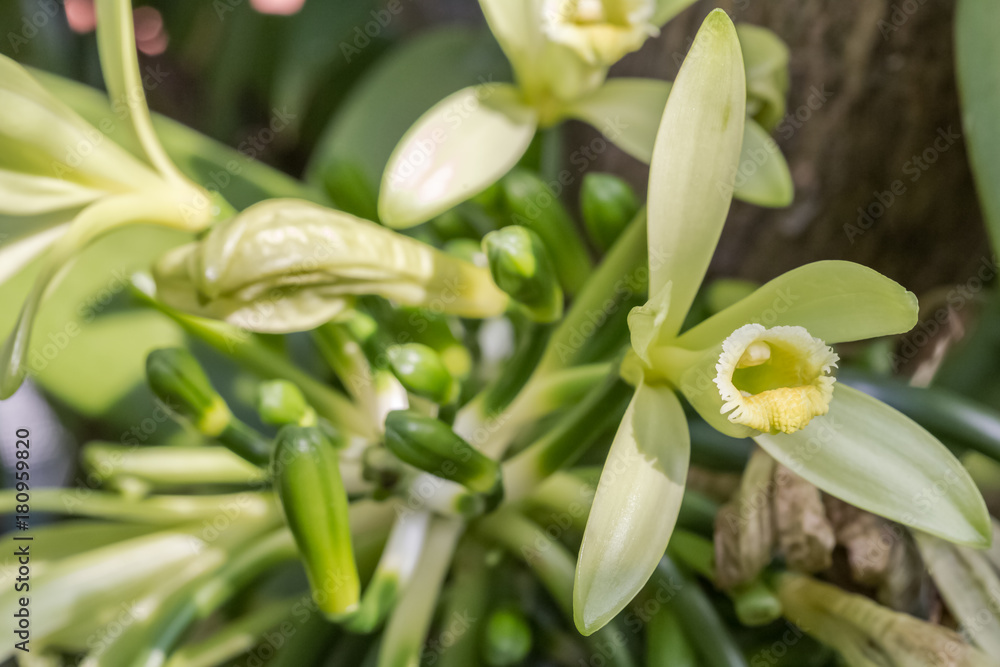 Fototapeta premium fleur de vanille