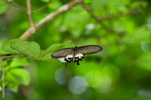 Image of thailand Butterfiy in natural forest ( pachliopta aristolochiae Butterfly)