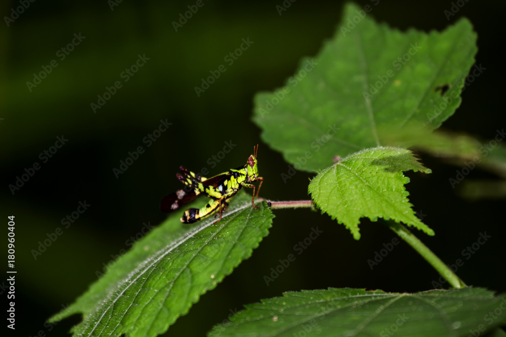 Thailand Monkey-grasshopper,Erianthus,Gerrn grasshopper in natural forest. Thailand Monkey-grasshopper,Erianthus,Gerrn grasshopper in natural forest.
