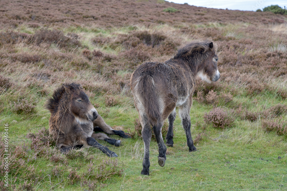 Fototapeta premium Wild Exmoor ponies on Porlock Hill, North Devon