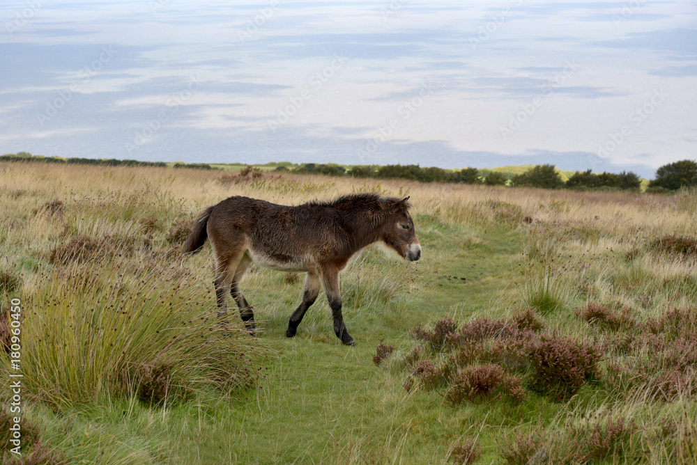 Wild Exmoor ponies on Porlock Hill, North Devon