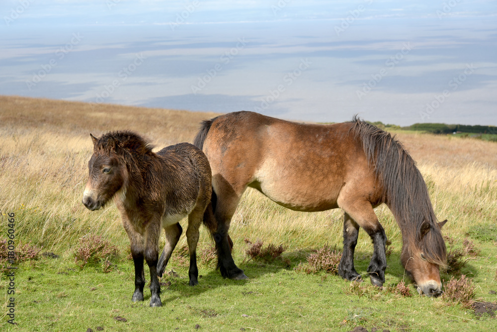 Wild Exmoor ponies on Porlock Hill, North Devon Wild Exmoor ponies on Porlock Hill, North Devon