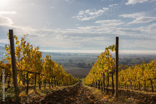 Beautiful first person view of a vineyard in autumn, coming down an hill