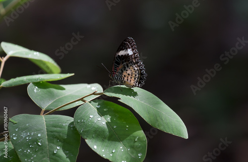 Image of thailand Butterfiy  in natural forest photo