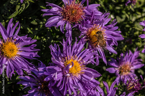 Biene auf violetten Blumen