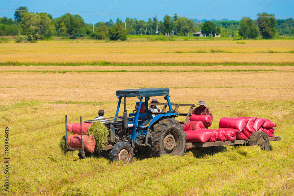 tractor collects sacks with harvested rice tractor collects sacks with harvested rice
