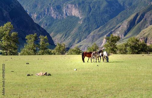 Horses grazing on the green meadow in Valley of Chulyshman river at the morning. Altai Republic. Russia