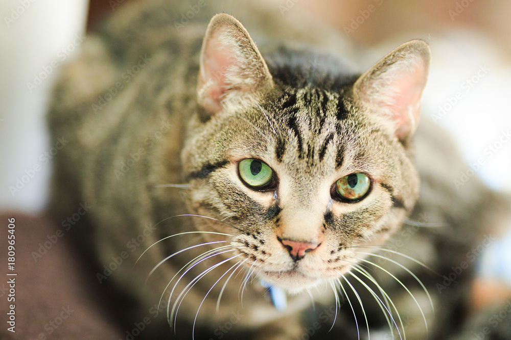 Fototapeta premium 猫