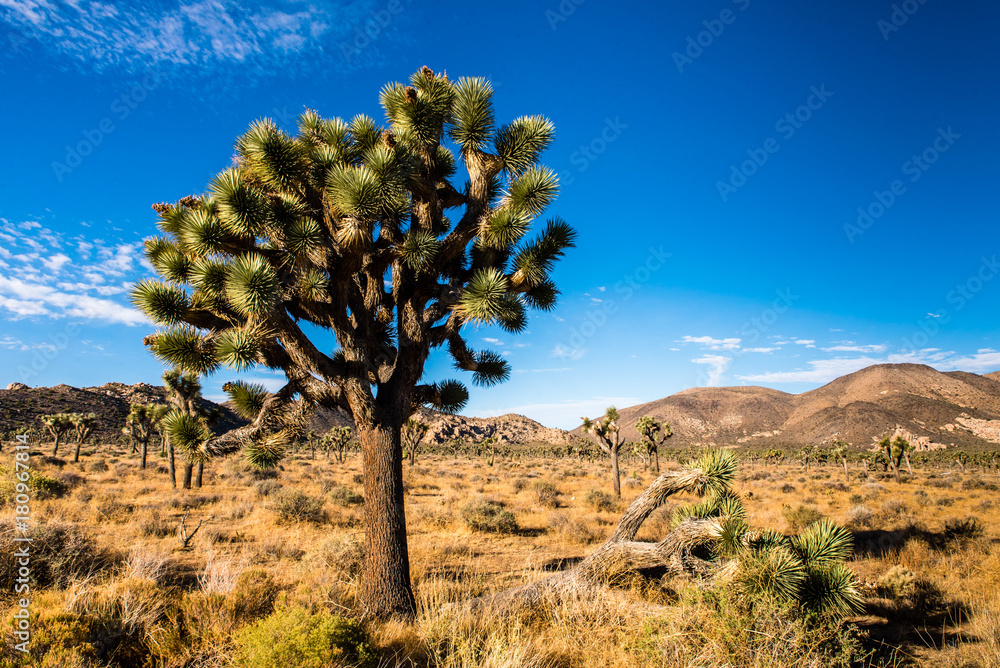 Palmlilie im Joshua Tree National Park Kalifornien