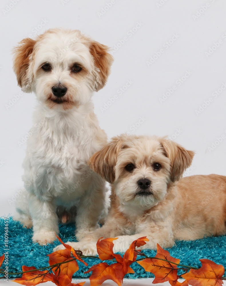 zwei kleine Hunde im Studio mit Herbstdekoration