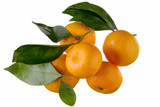 Mandarins with green leaves on a white background