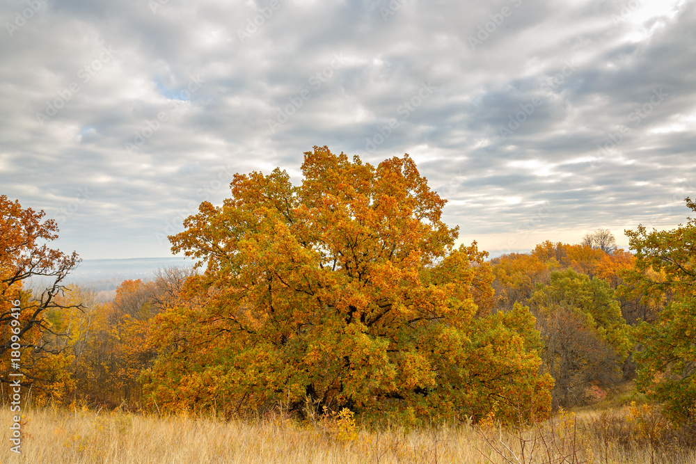 Autumn landscape. View of the forest with yellow foliage against the background of a cloudy sky.