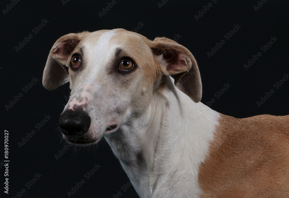 Windhund Portrait im Studio mit irrem Blick