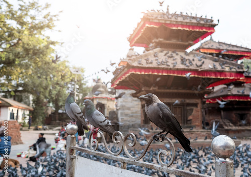 Birsd near The Temple at Durbar Square of Kathmandu, Nepal photo