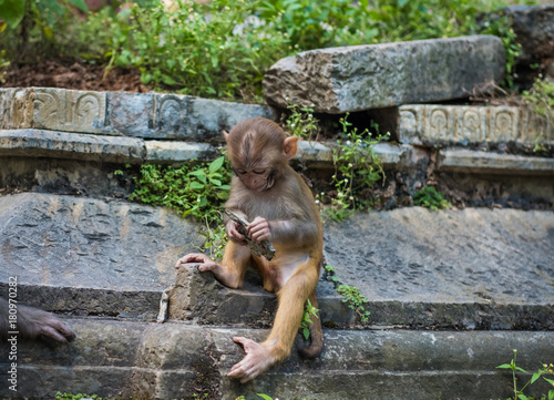 Monkeys in Pashupatinath Temple in Kathmandu, Nepal. photo