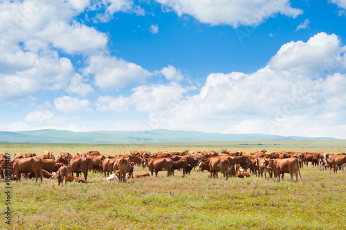 grazing cows © Alexander