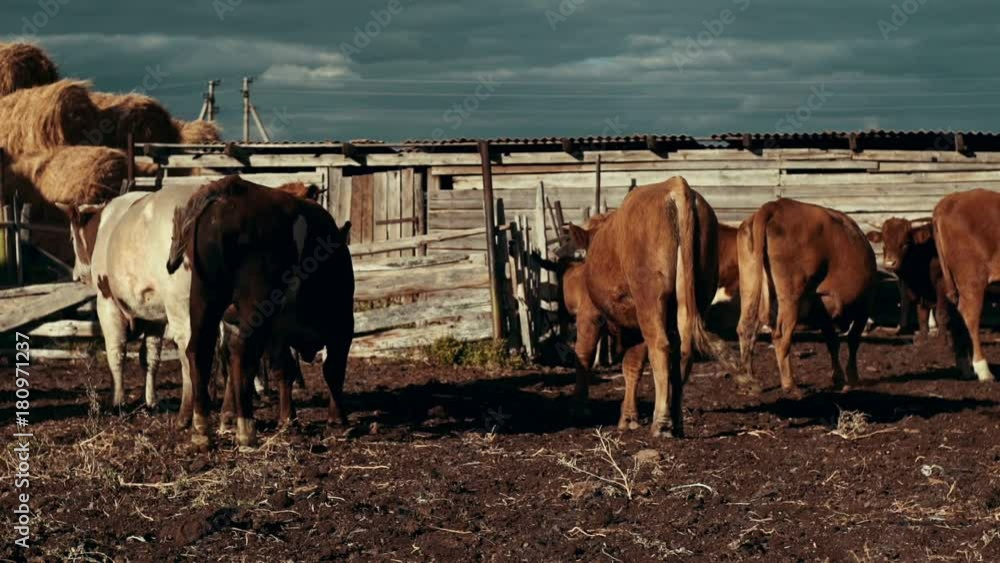 Herd of cows at livestock farm on background hay stack and barn Herd of cows at livestock farm on background hay stack and barn