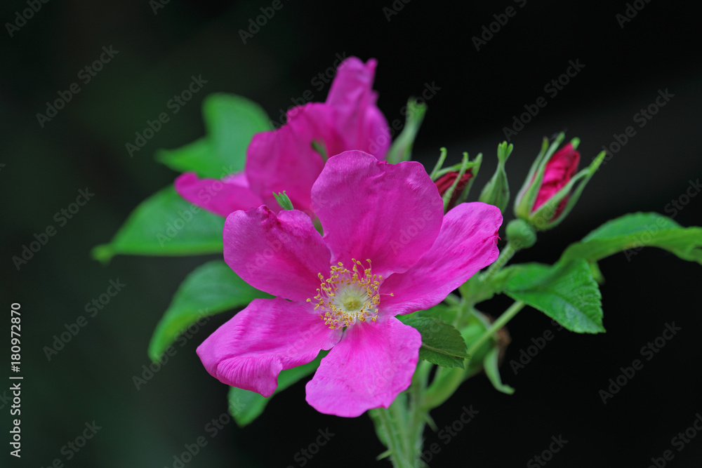 Fototapeta premium Buschröschen