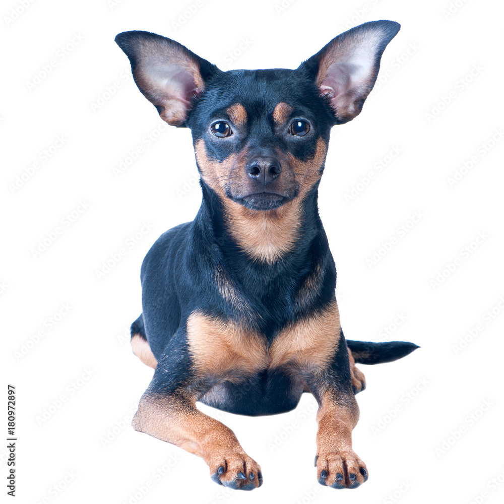 Dog, toy terrier isolated on white. Lies in a beautiful pose Dog, toy terrier isolated on white. Lies in a beautiful pose