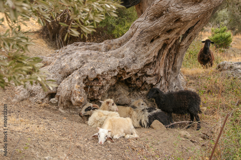Ziegen, Herde, Olivenbaum, Schafe, Crete Ziegen, Herde, Olivenbaum, Schafe, Crete