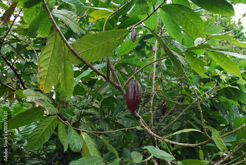 Cabosse de cacaoyer photo