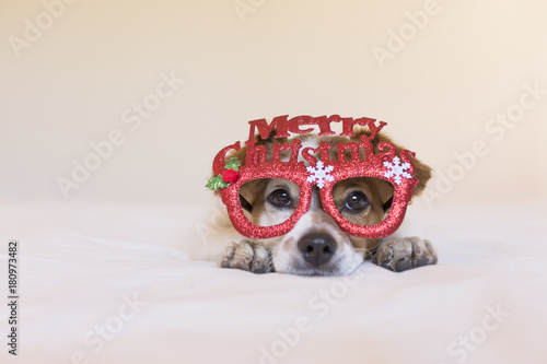 portrait of a young cute dog lying on bed and wearing glasses with merry christmas sign. white background. Christmas concept